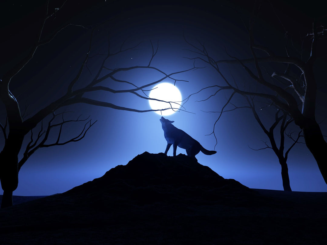 Wolf under moon.