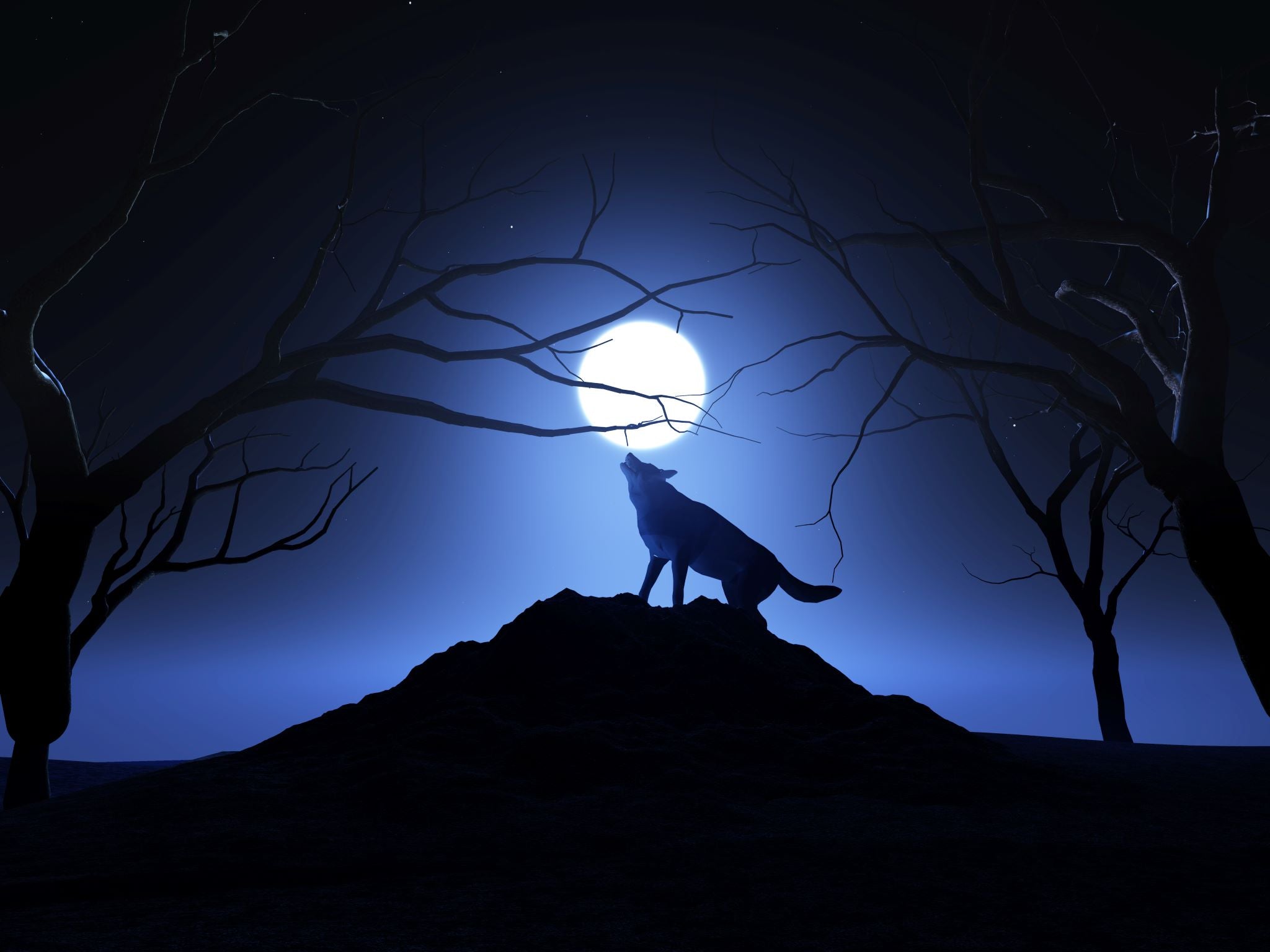 Wolf under moon.