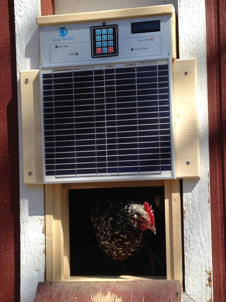 automatic chicken coop door installed with chicken in doorway
