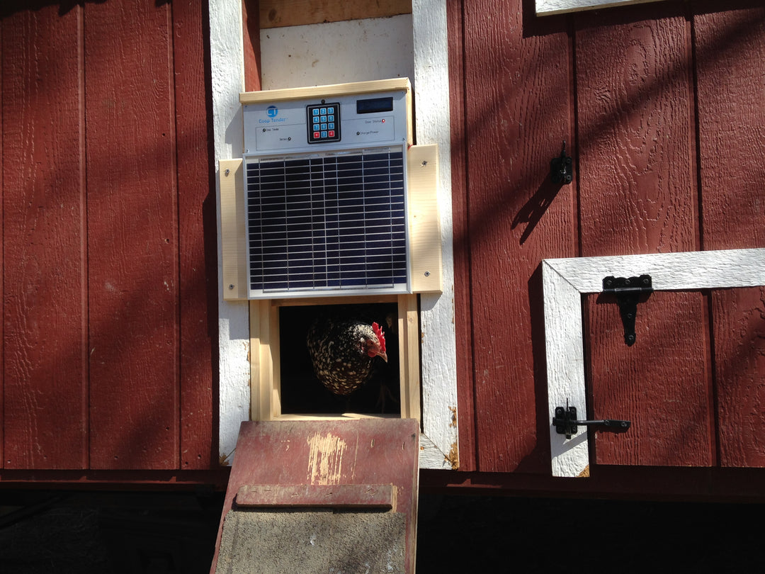 Automatic chicken coop door with hen coming out of the door.