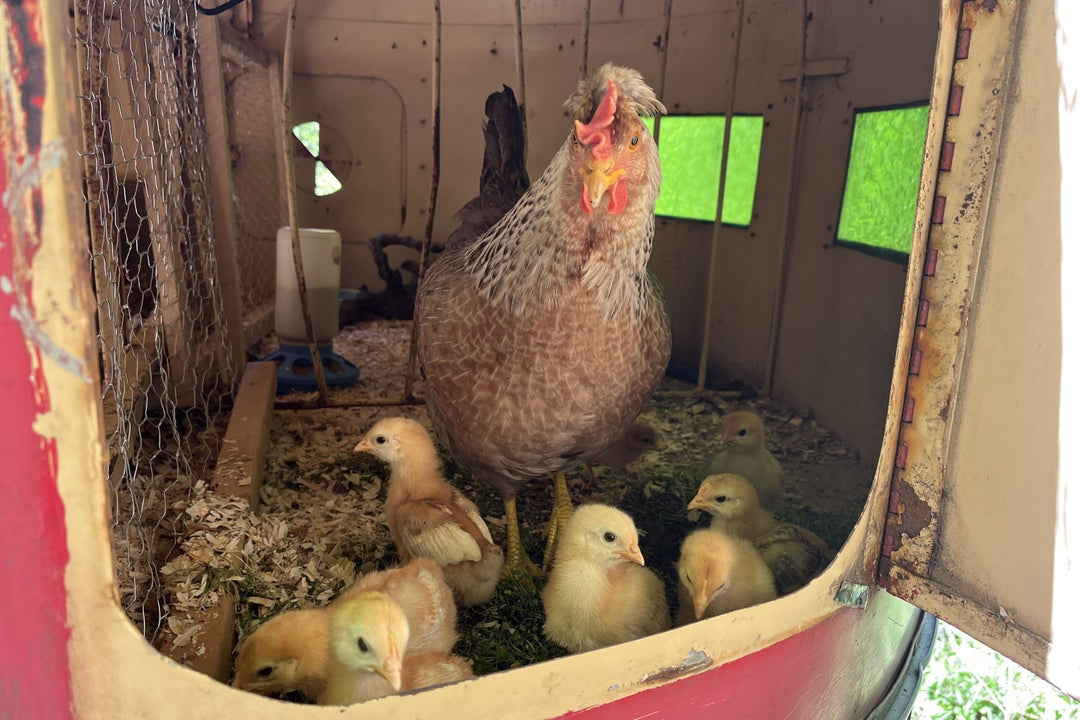 mother and baby chickens in horse trailer