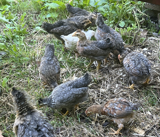 The Joy of Baby Chicks on the Homestead