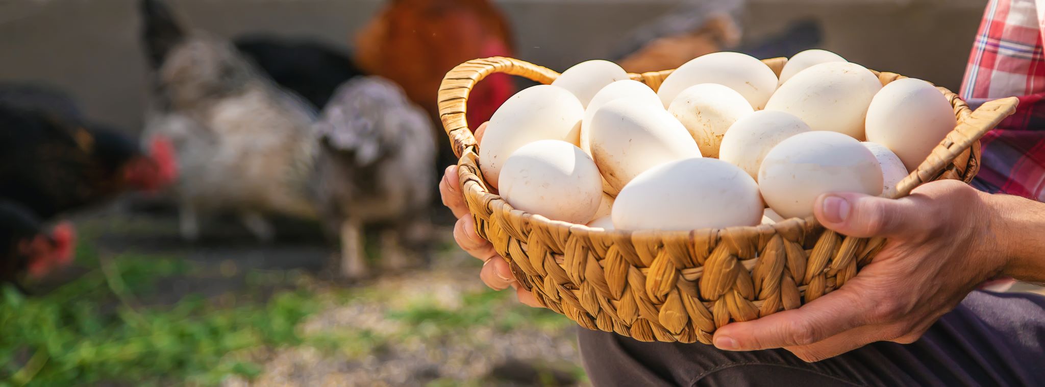 Hands holding large basket of white eggs with chickens in the background.