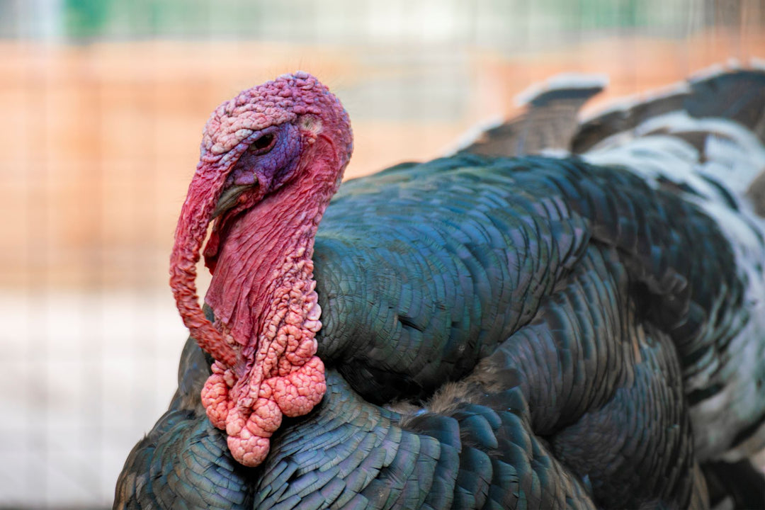 domestic male turkey with red head and black feathers