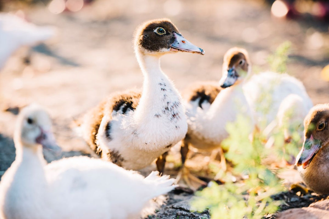 Free-ranging duck flock on a backyard farm