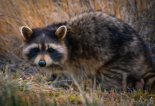 Raccoon facing camera.