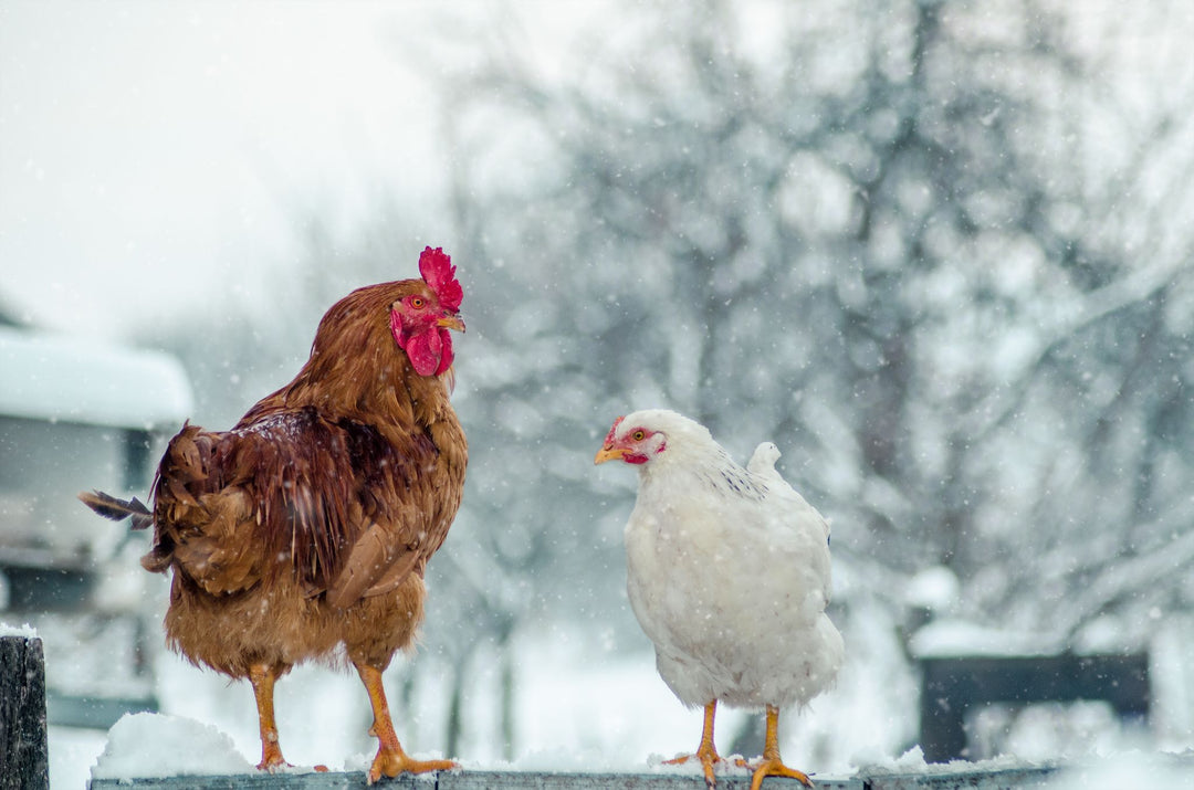 Brown rooster and white hen with snowy landscape.