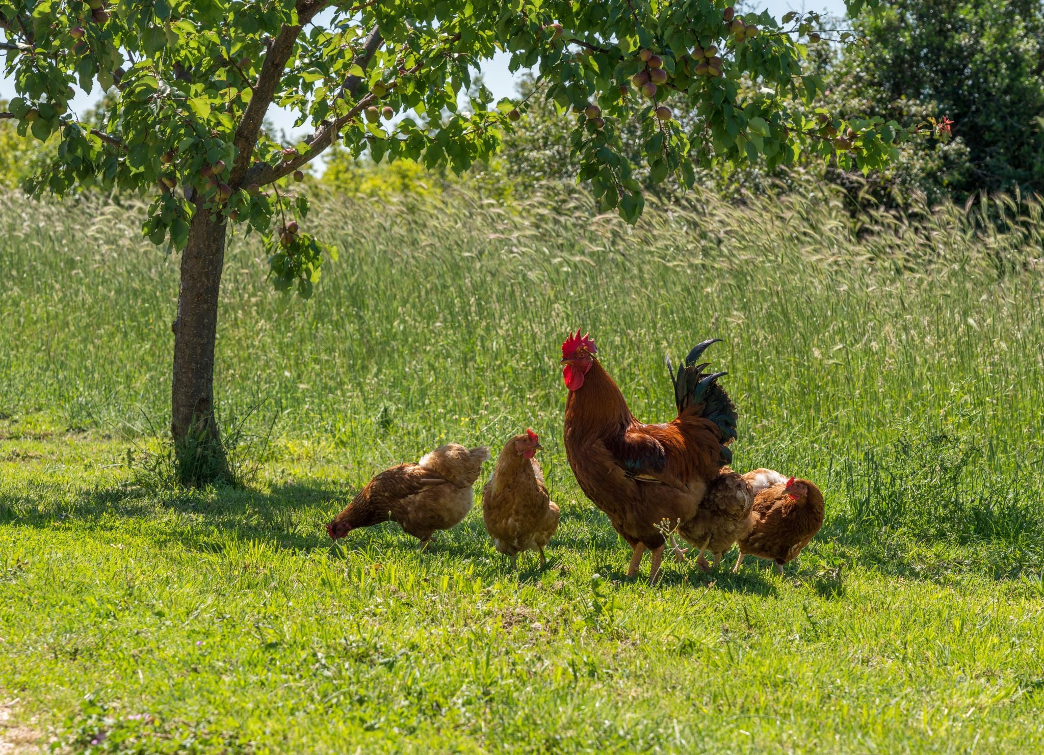 A rooster and three hens foraging under a tree.