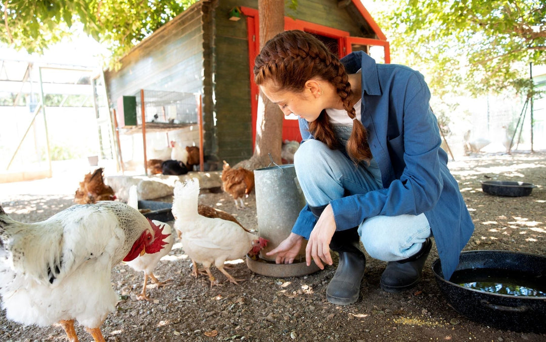 female farmer feeding chickens in summer
