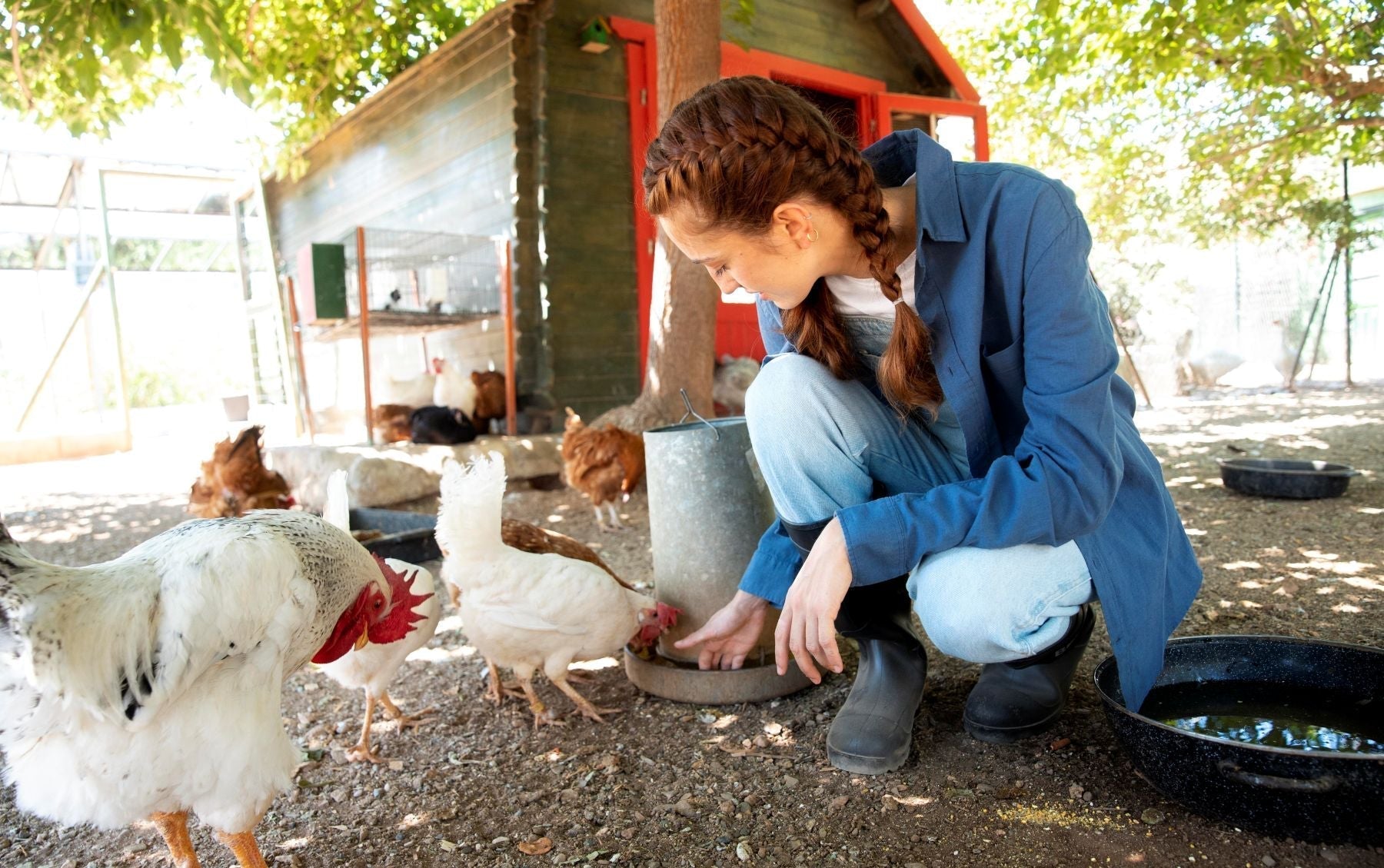 female farmer feeding chickens in summer