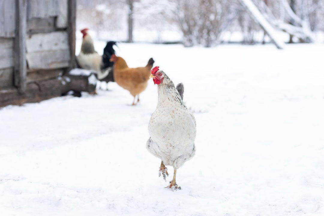 free range chicken forages while light snow falls in winter