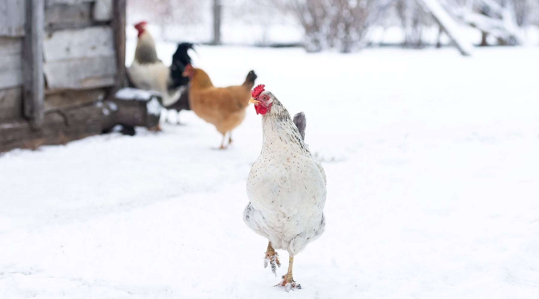 free range chickens forage in the snow 