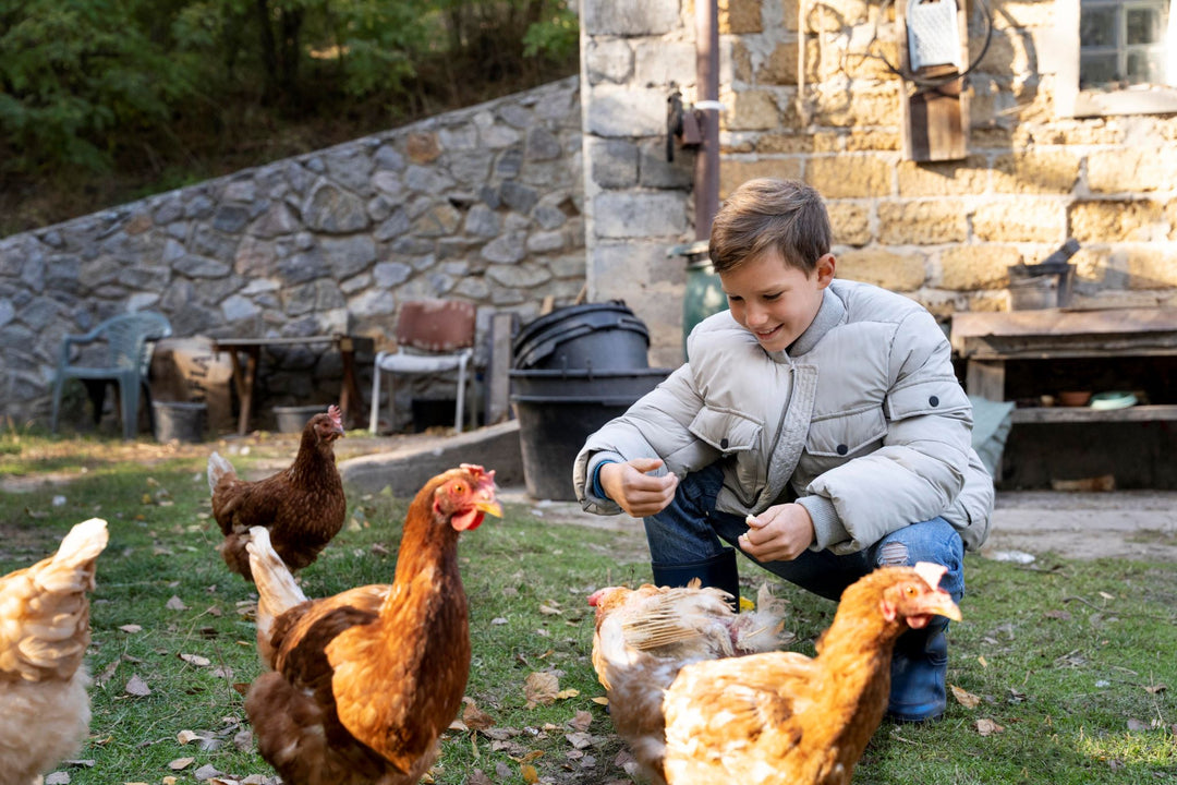 Boy giving treats to chickens.