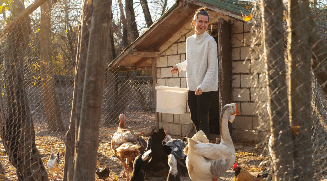 woman feeding chickens geese and ducks in Spring