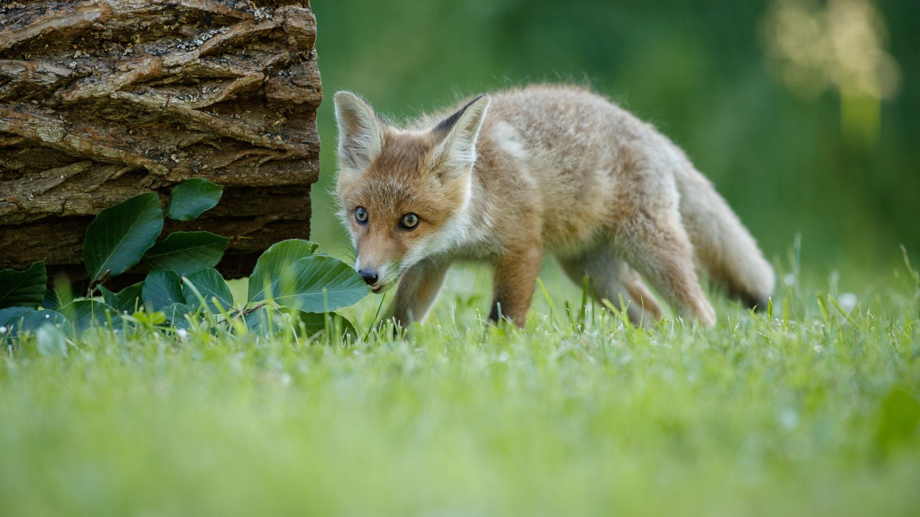red fox on grass next to a log