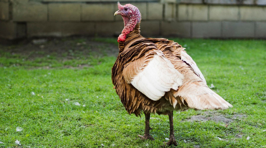 side view of turkey waking on grass in Spring