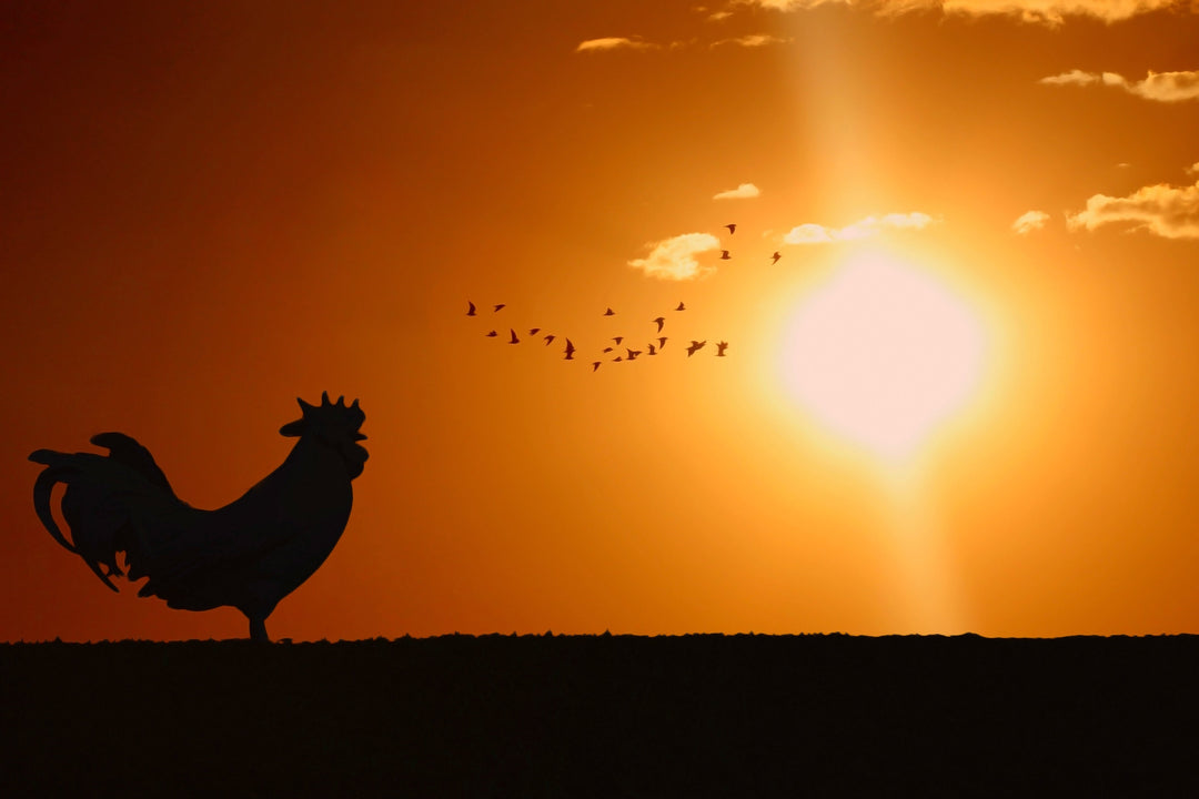 silhouette of a rooster crowing with sunrise and birds flying