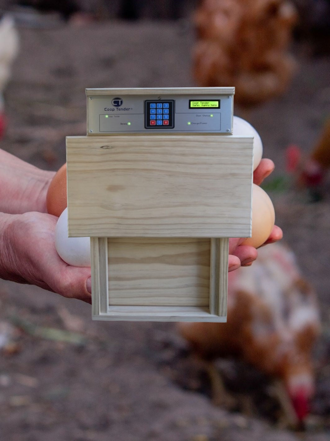 chicken coop door opener in foreground and hands holding eggs in the background