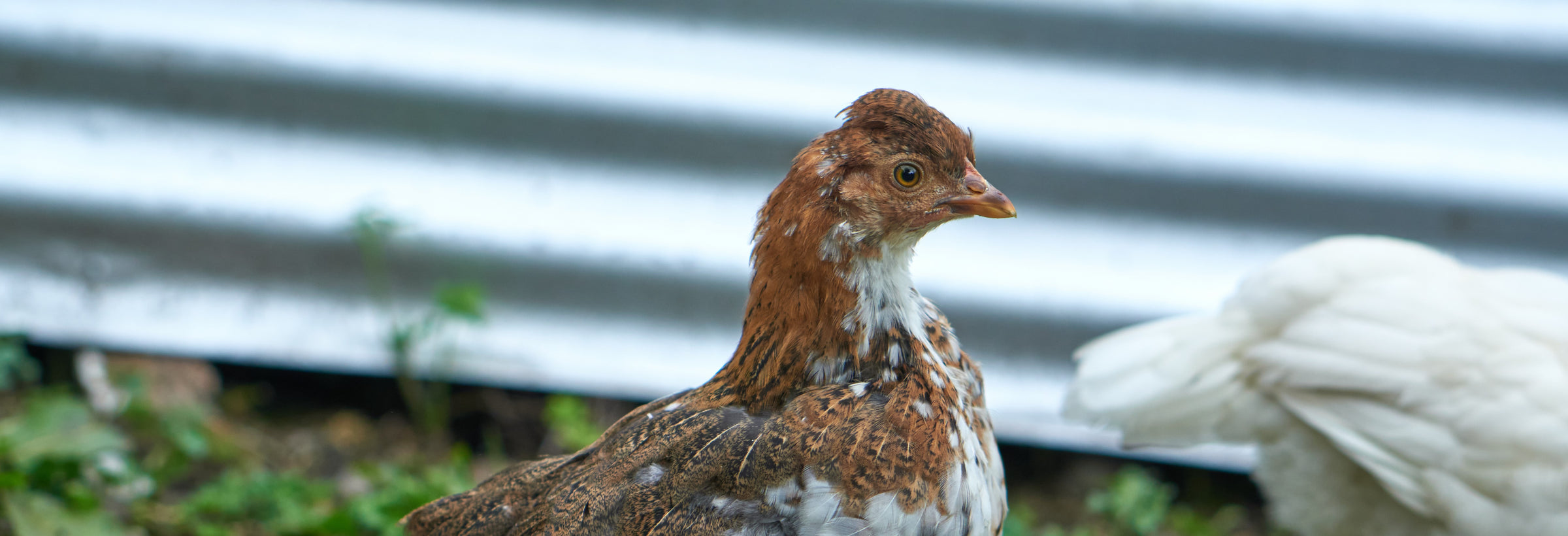 Small brown and white chicken closeup.