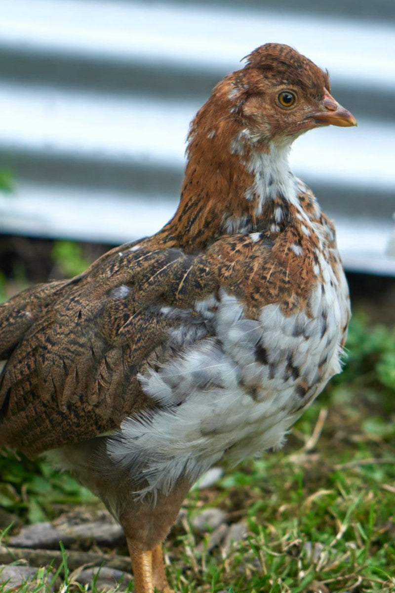 Small brown and white chicken closeup.