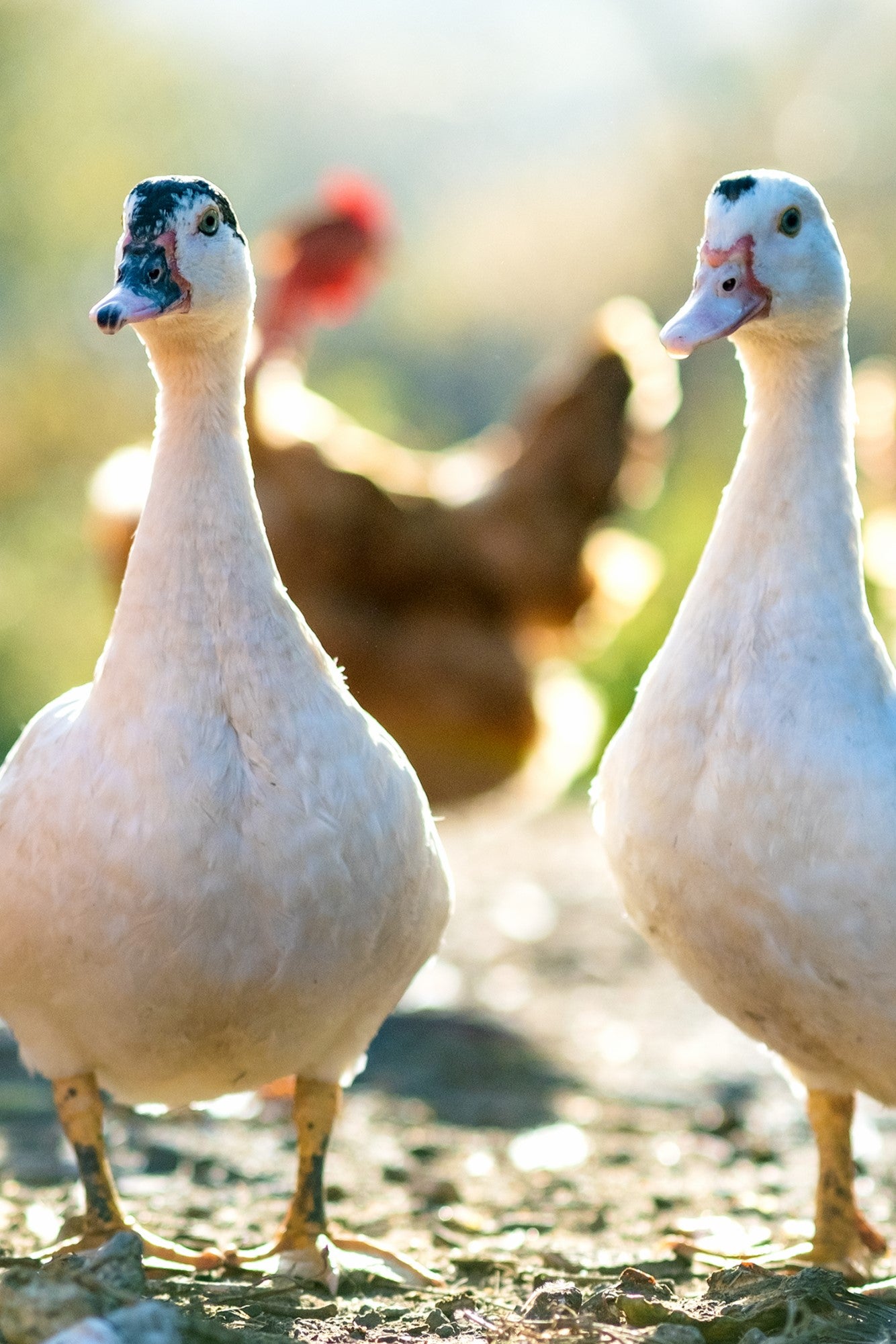 Two ducks with chickens in the background.