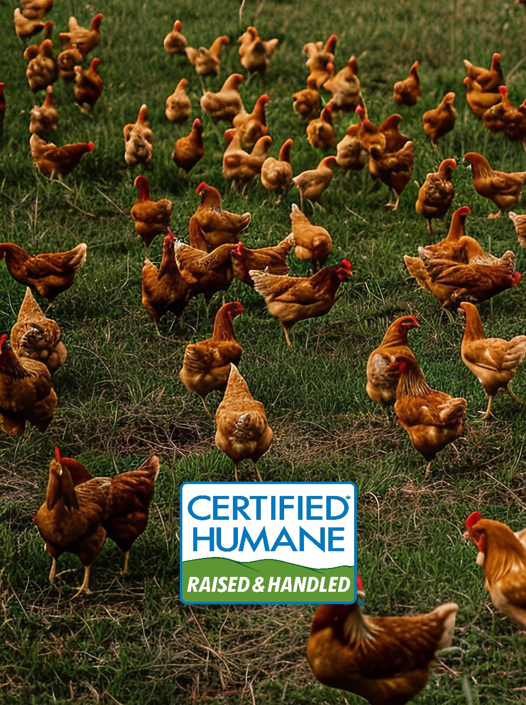 free range chickens in grass field with Certified Humane logo