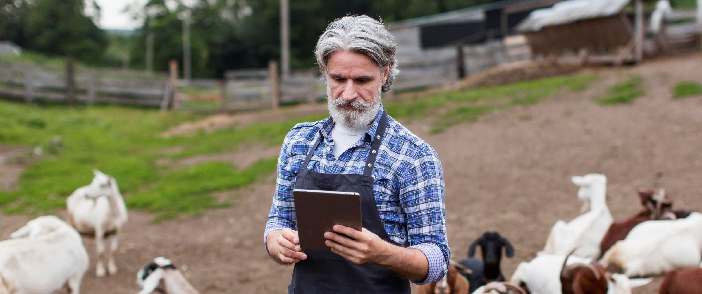 man with tablet computer on farm with goats