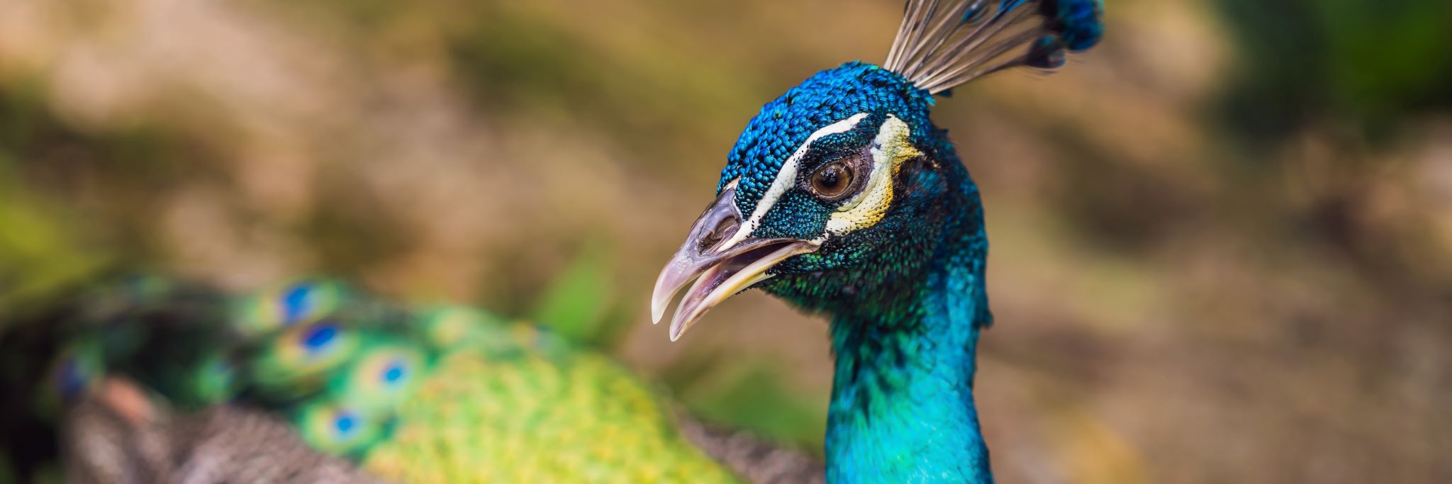 Closeup portrait of beautiful blue ribbon peacock.