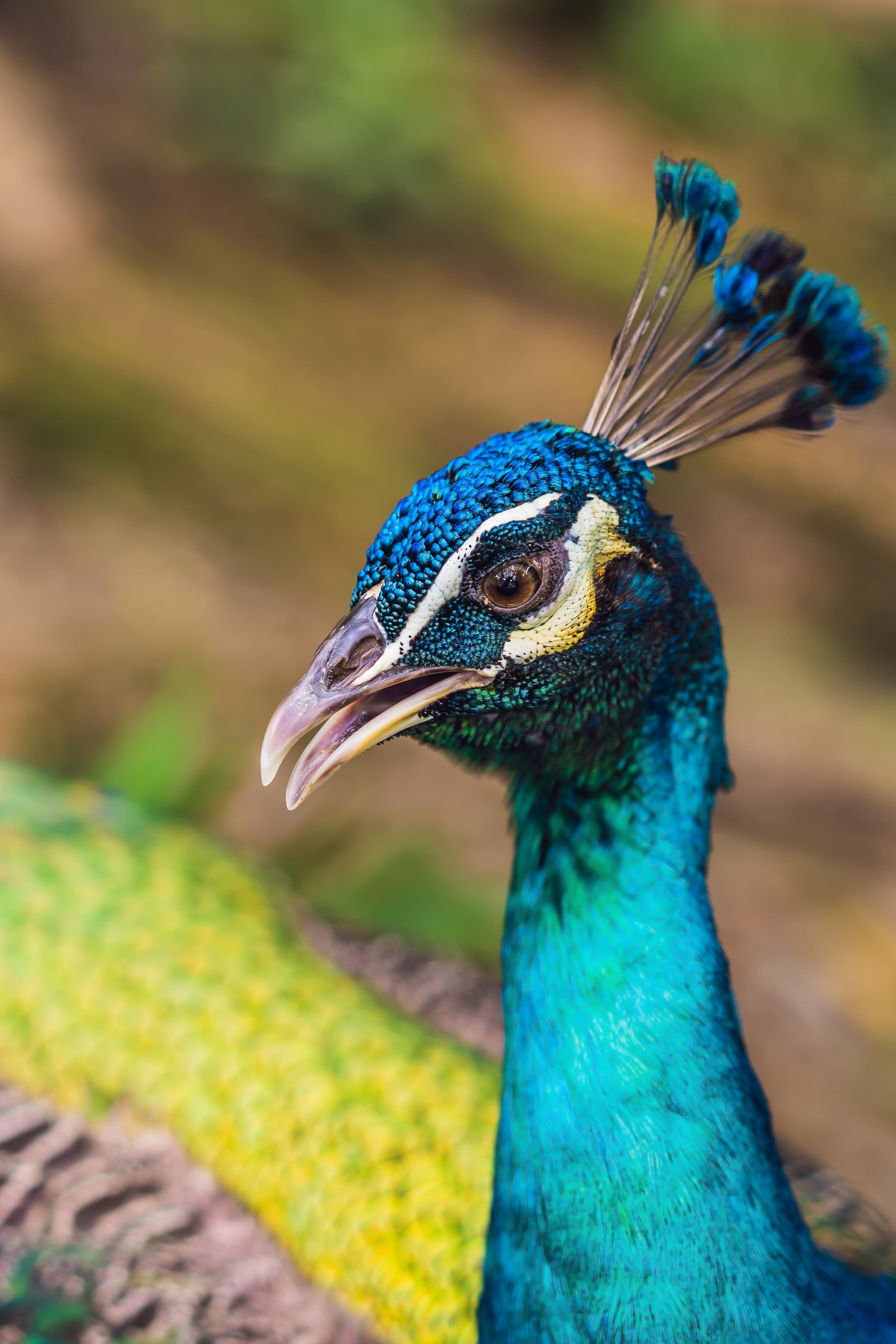 Closeup portrait of beautiful blue ribbon peacock.