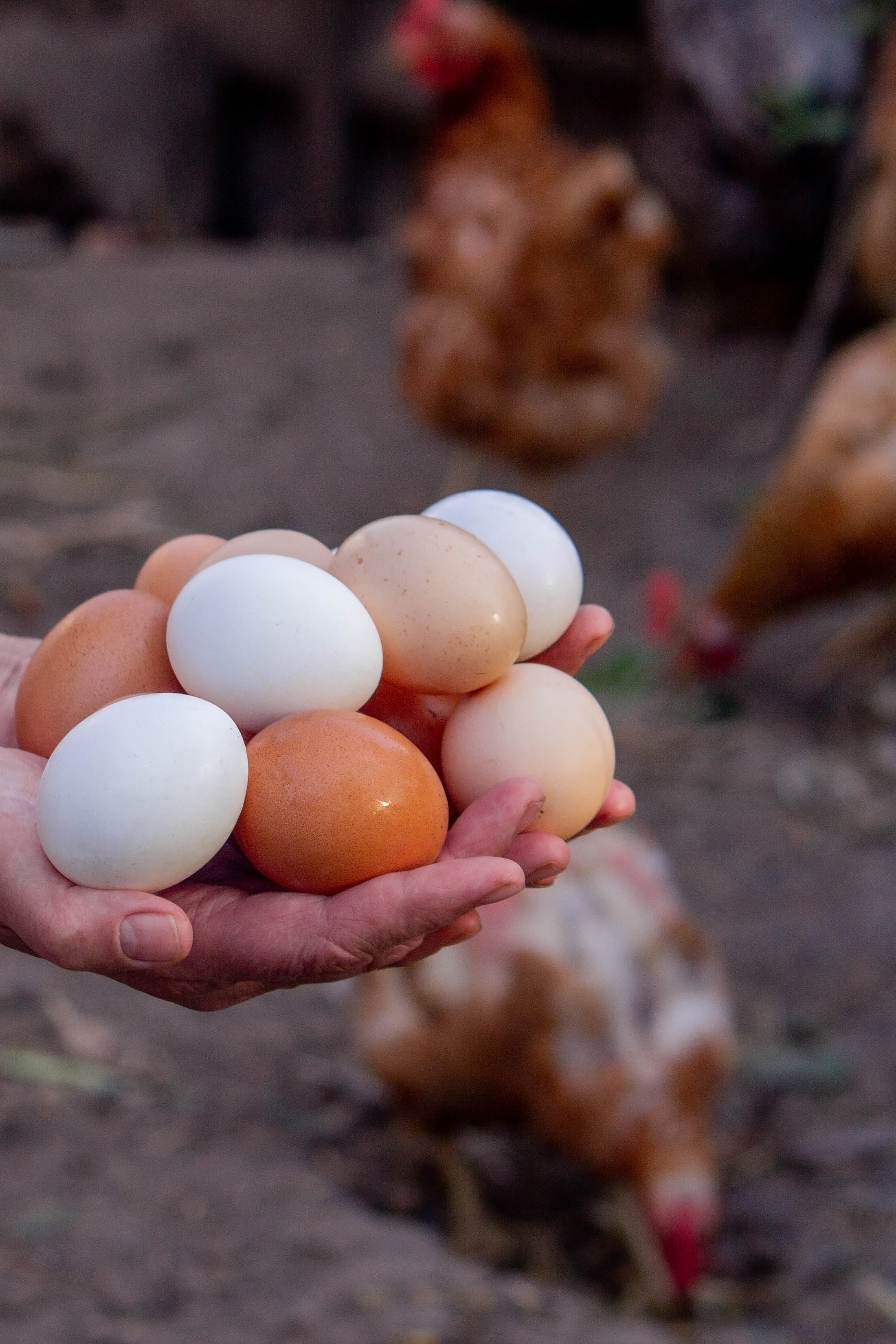 Woman holding chicken eggs in  her hands with chickens in the background.